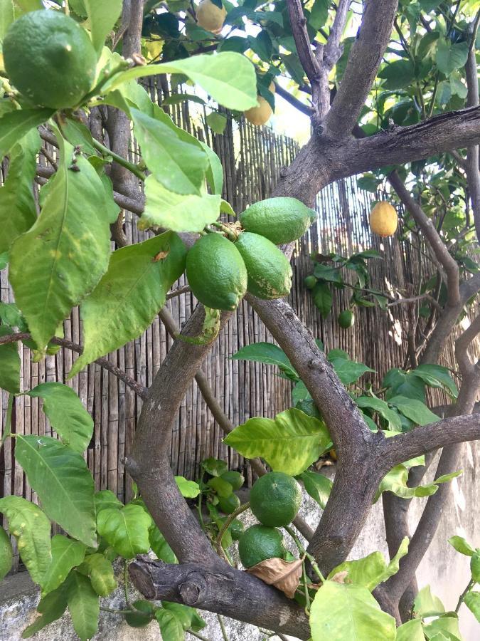 פרפיניין Dans Une Maison, Appartement Independant Et Jardin מראה חיצוני תמונה
